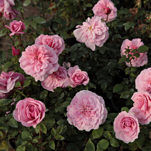 Светло розово - Рози Флорибунда